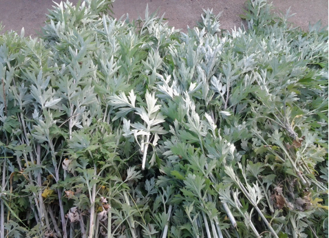 華展貓先生，端午節(jié)，垃圾分類